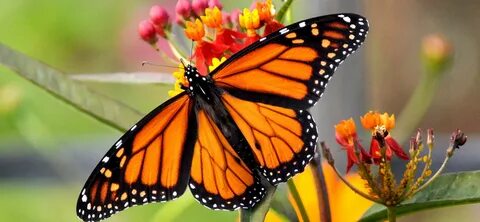 Saving the Monarch Butterfly - Visit Oconee South Carolina