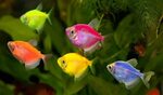 Светящиеся рыбки GloFish виды, описание, содержание