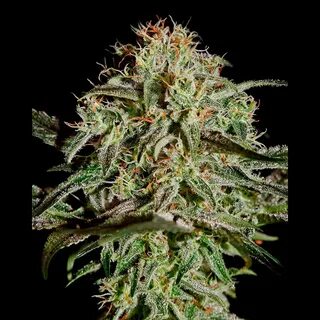 A.M.S. from Greenhouse Seeds - Seeds66