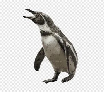 Penguin, Bird, Macaroni Penguin, Animal, Beak, Flightless Bi