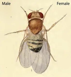 It’s in the head: How male and female fruit flies grow apart.