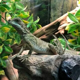 Baby Sailfin dragon chilling out on his rock at reptile rapt