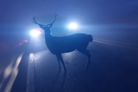 Watch out for deer on the roads, say Manitoulin Island OPP -