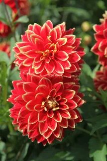 Dahlia 'Dutch Carnaval' Beautiful flowers, Beautiful flowers