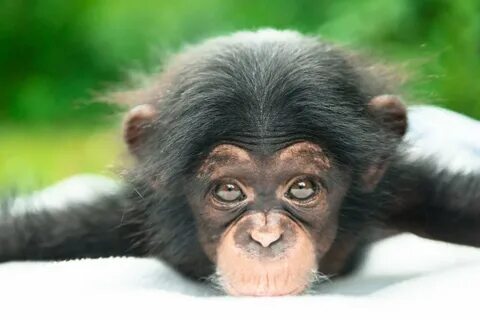красивые обезьянки с большими глазам - Mobile Legends