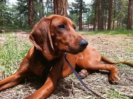 Pin on Redbone Coonhound