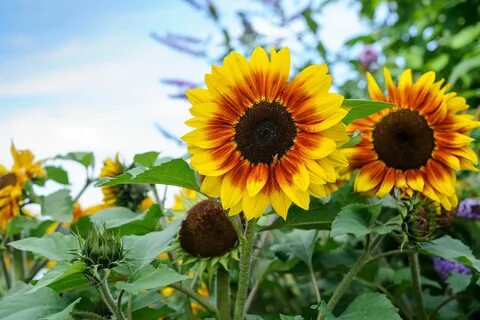 How to grow sunflowers Growing sunflowers, Growing sunflower