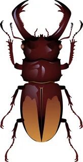 firefly insect png - Beetle Png Clip Art - Stag Beetle Clipa