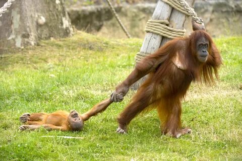 Baby Orangutan Throws Tantrum as His Unamused Mom Drags Him 