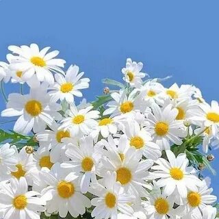 Picture background