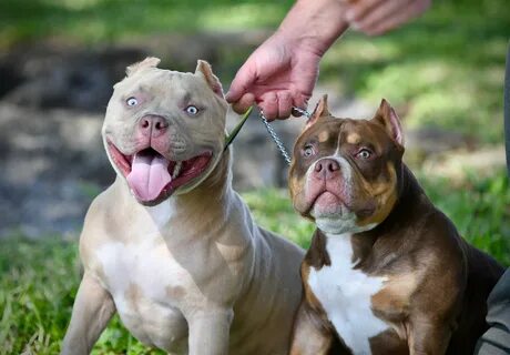 THE FLASHY TRI COLOR AMERICAN BULLY PUPPIES OF VENOMLINE Ame