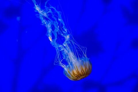 Japanese sea nettle images