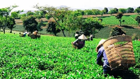 Чайные плантации Вьетнам 2016 - Путешествия в фотографиях - 