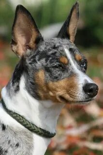 Petfinder Adopted Dog Rat Terrier Indianapolis, IN Blue Rat 