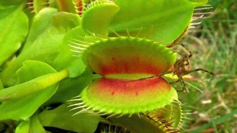 Venus flytrap in action - Album on Imgur