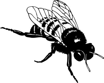 Honey clipart black and white, Honey black and white Transpa