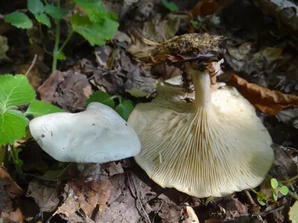 File:Clitocybe phyllophilla a2 (1).JPG - Wikimedia Commons