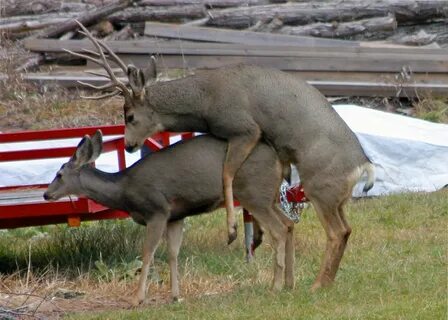 mule deer sex Alice Outwater Flickr