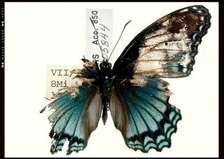 tattoo :) Metamorphosis art, Butterfly wing tattoo, Wings dr