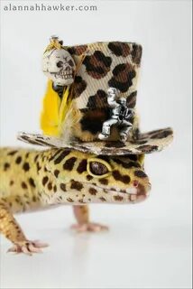 Alannah Hawker Photography Cute lizard, Cute reptiles, Pet l