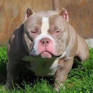 Available Studs American Bully Studs Extreme Pocket American