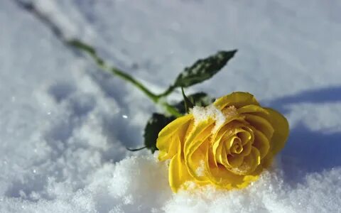 обои : цветы, небо, снег, Зима, Рыжих, Роза, весна, Заморажи