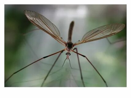 MOSQUITOES If you would see all of Nature gathered up at one