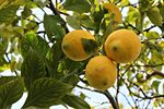 Лимон Дерево Фото