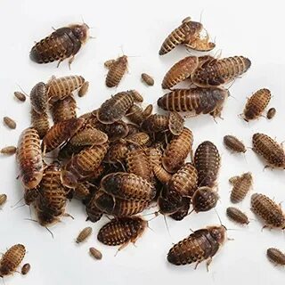 Amazon.com: breeder dubia roaches