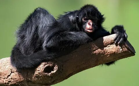 Spider Monkey HD Wallpapers and Backgrounds
