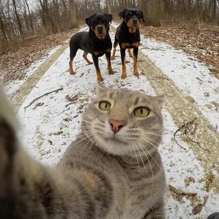 Cat breeds, Dogs, Cat selfie