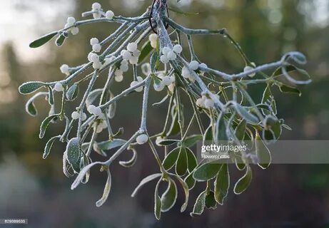 Mistletoe, Viscum album. News Photo - Getty Images