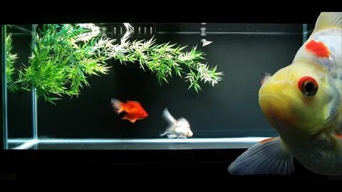 ☆ Goldfish Aquarium - Ryukins - YouTube