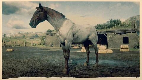 horse.jpg.