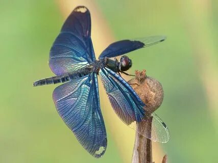 What's the Difference Between Damselflies and Dragonflies? D