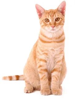 tabby cat png - Orange Tabby Cat - Cat Litter Trash Can #472