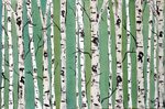 Birch Trees on Blue Green With Real Texture Commission by Et