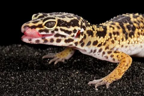 Leopard Gecko Eublepharis Macularius Photograph by David Ken