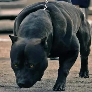 Such a Cute Panther http://ift.tt/2kVzuuA Big dog breeds, Sc