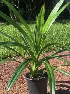 ONE Pandan Plant pandanus pandan Etsy