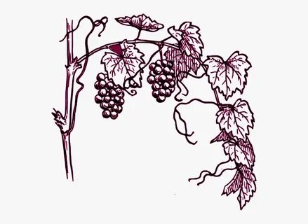 Grapes Black And White , Free Transparent Clipart - ClipartK