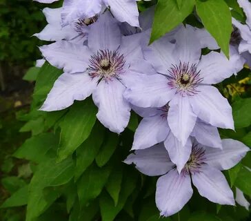 Clematis ianthina (71 фото) - фото - картинки и рисунки: ска