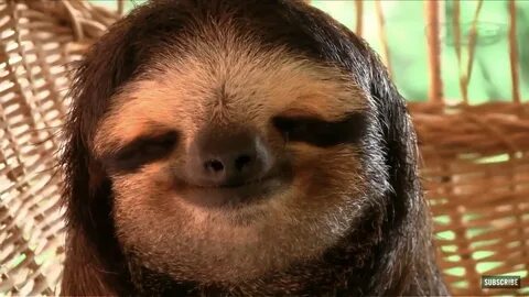 Cute sloth for the day ❤ 😂 Baby sloth, Cute sloth, Animals