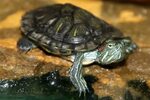 George, the Red Eared Slider Jim, the Photographer Flickr