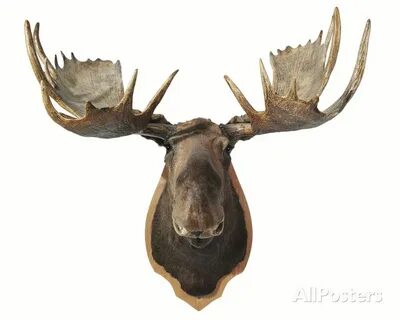Canadian Taxidermy Moose Head Hunting Trophy, Mounted on an 