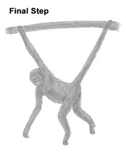 How to Draw a Spider Monkey