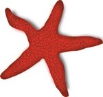sea star clipart turquoise - image #11
