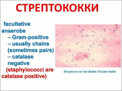 Патогенные кокки - презентация онлайн