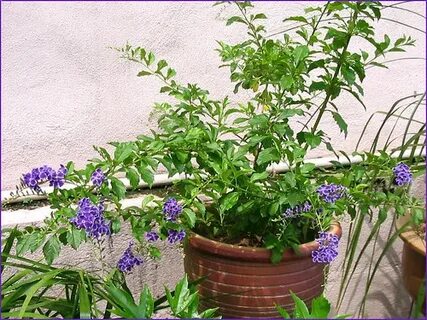 A young flowering plant of Duranta Repens 'Sweet Memories'. 