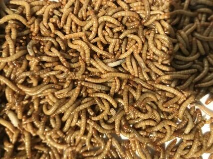 Yellow mealworm could be on the menu - New Food Magazine